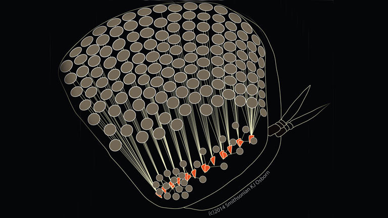 Grafische Darstellung der Retina des Paraphronima gracilis