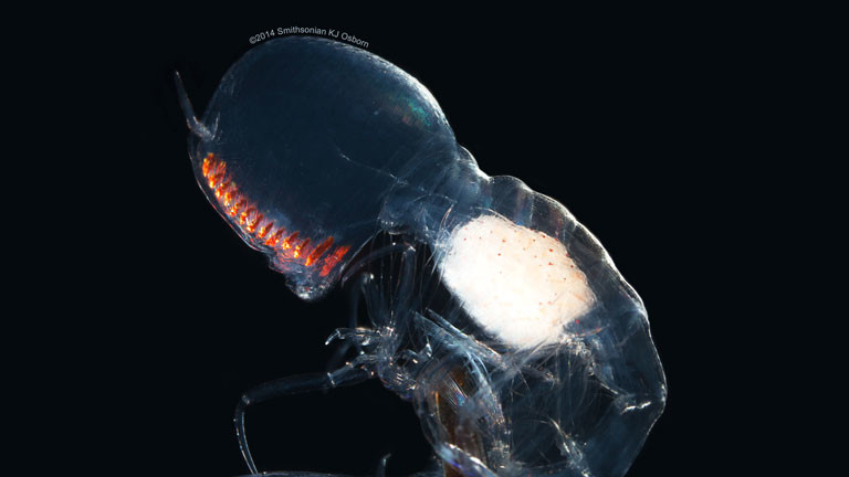 Das fast transparente Auge des Paraphronima gracilis mit den orangefarbenen Netzhautreihen.