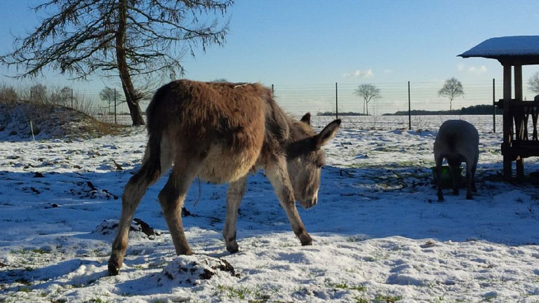 Die Eselstute Molli soll auf eine Schafherde aufpassen und den bösen Wolf abwehren.