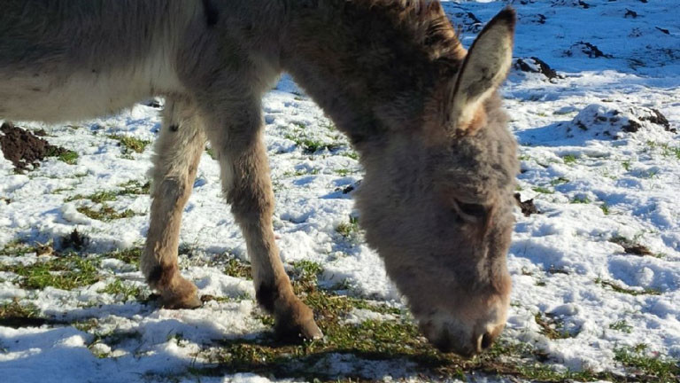 Die Eselstute Molli soll auf eine Schafherde aufpassen und den bösen Wolf abwehren.