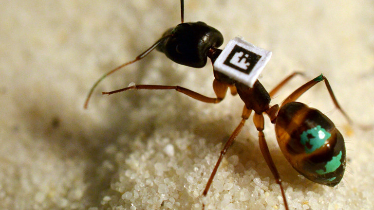 Eine Camponotus fellah mit QR-Code und grüner Farbmakierung