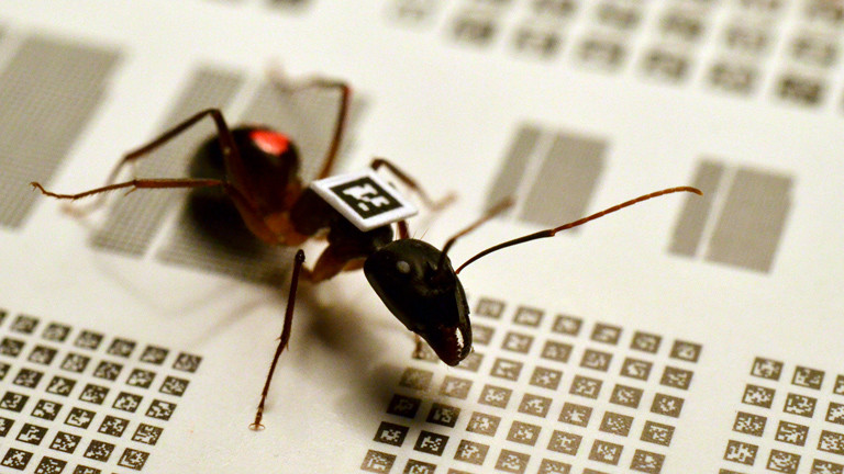 Eine Camponotus fellah mit QR-Code