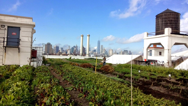 Eine Dachfarm in New York mit Blick auf die Skyline