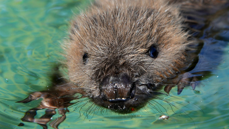 Ein junger Biber im Wasser. Bild: dpa