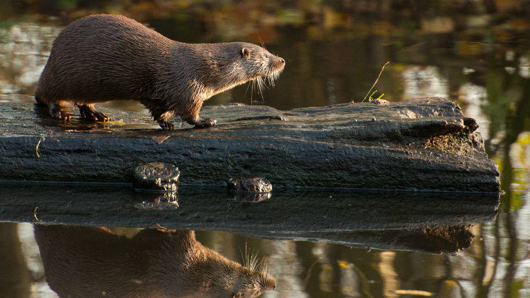 Ein Fischotter balanciert auf einem umgestürzten Baum. Bild: dpa