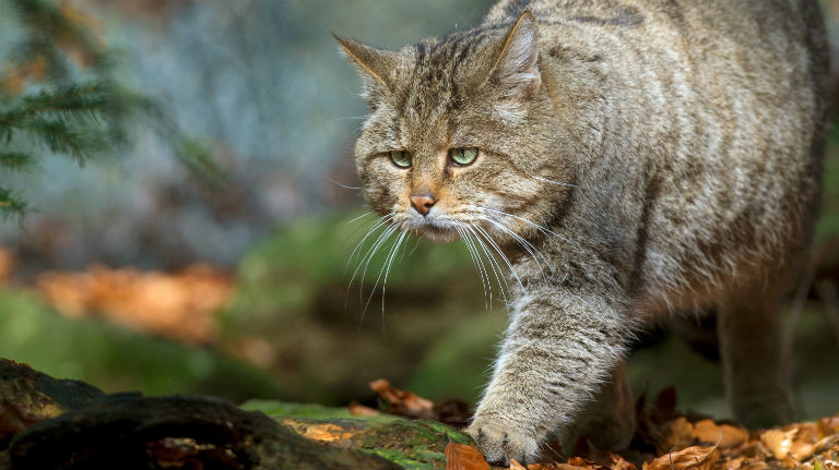 Eine Wildkatze streift durch den Wald. Bild: dpa