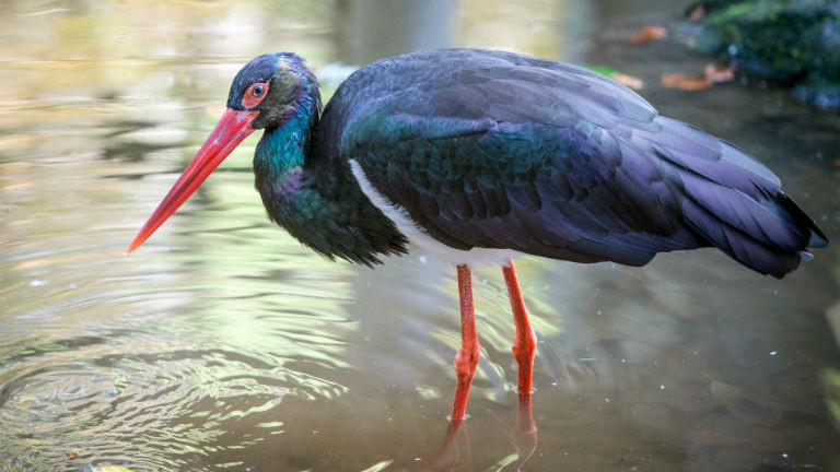 Ein Schwarzstorch im Wasser. Bild: dpa