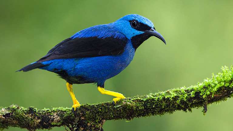 Das Azurnaschvogel-Männchen