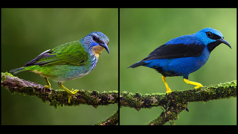 Ein Azurnaschvogel-Pärchen