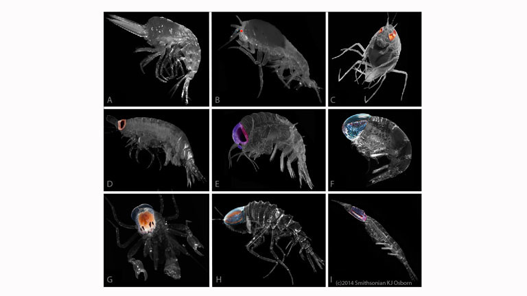 Verschiedene Flohkrebse: Die Körper sind ausgegraut und die Augen farblich betont. A: Mimonectes, B: Lanceola; C: Scypholanceola; D: Vibilia; E:Hyperia; F: Pronoe; G) Phronima; H: Cystisoma; I: Leptocotis.