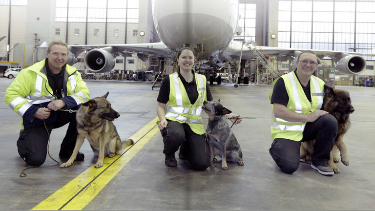 Drei Hunde, die am Frankfurter Flughafen gegen Bettwanzen im Einsatz sind.