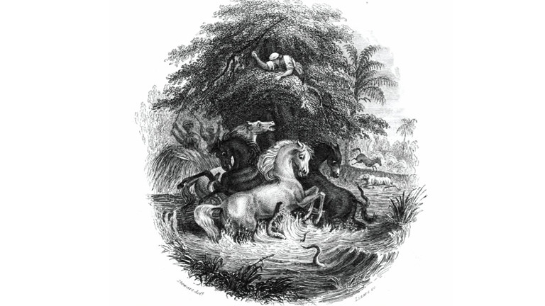 Eine Zeichnung aus dem März 1800, wie Alexander von Humboldt den Kampf von Pferden gegen Aale beobachtet hat. Veröffentlicht wurde sie 1843 im The Naturalist Library, Ichthyology, Volume V, Part II, um die Beschreibung der Fische in Guiana von Robert H. Schomburgk zu illustrieren.