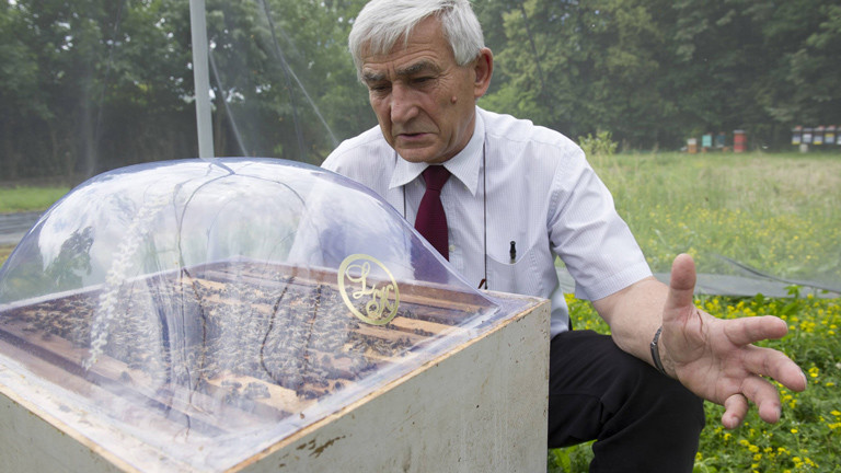 Professor Nikola Kezic von der Universität Zagreb erforscht, ob Bienen Minen aufspüren können.
