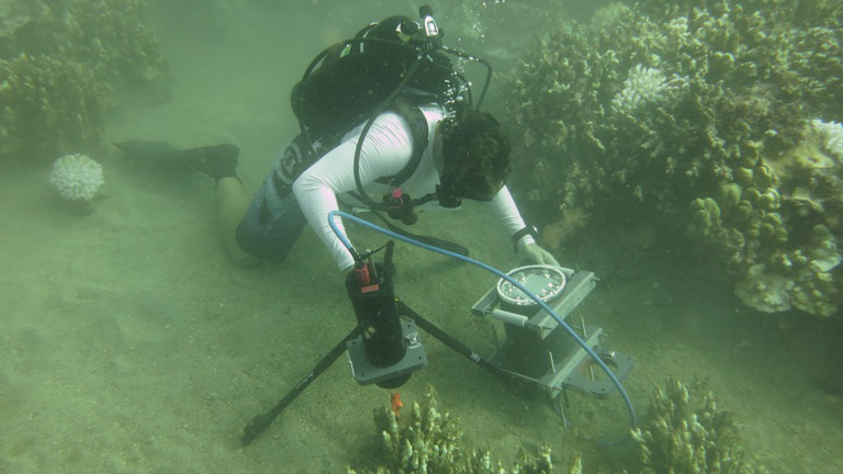 Forscher filmt unter Wasser die Bewegung der Korallen