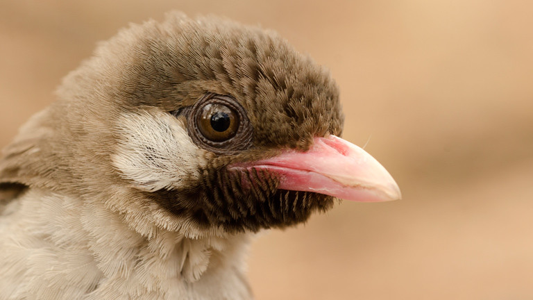 Ein männlicher Großer Honiganzeiger im Niassa Nationalpark in Mosambik.
