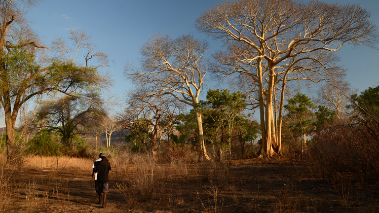 Die Yao-Honigjäger suchen nach dem Honiganzeiger im Niassa Nationalpark in Mosamibik.
