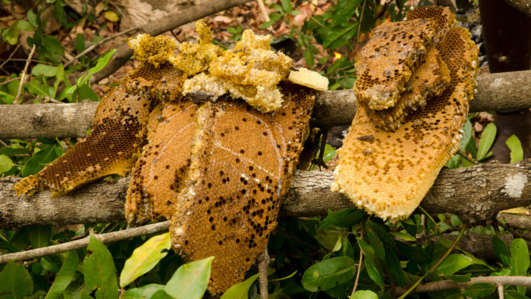 Ein Teil der Honigernte aus einem wilden Bienenstock im Niassa Nationalpark in Mosambik