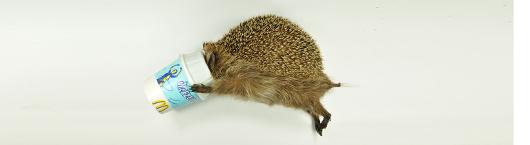 Mc Flurry Igel. Tot. Schenkung Vogelklas Karel Schot (NMR 9990-02576)