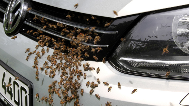 Bienen.