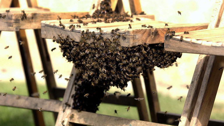 Bienen auf einem Klappstuhl in Windsor Castle.