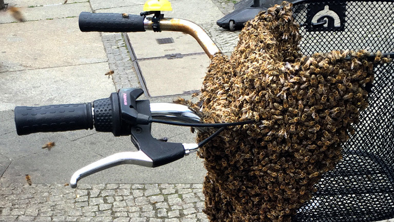 Bienen auf einem Fahrrad.
