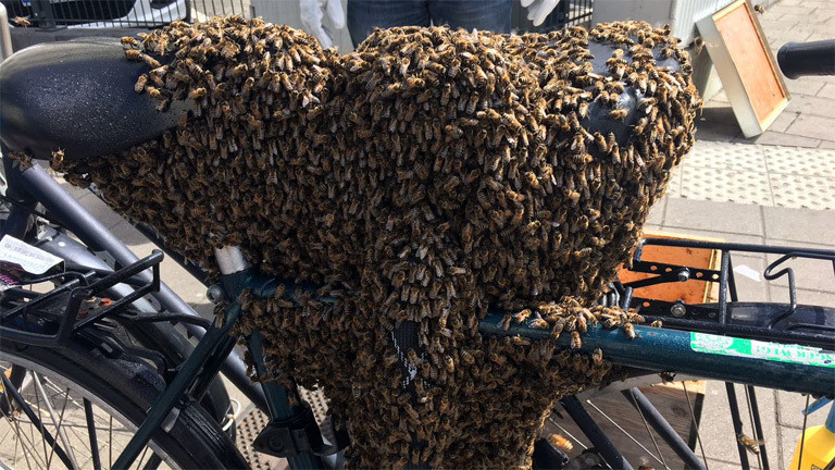 Ein Fahrradsattel, auf dem sich Bienen niedergelassen haben.