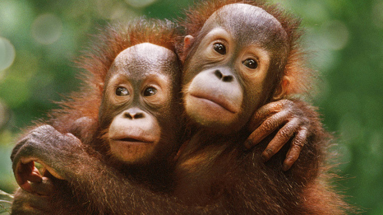 Zwei Orangutans umarmen sich.