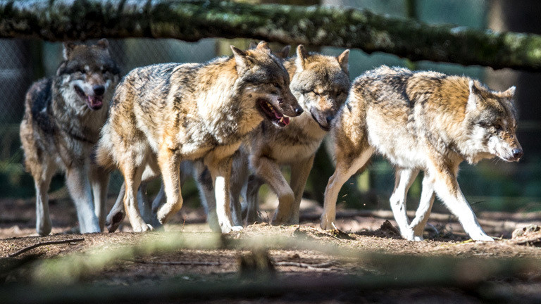 Ein Wolfsrudel im Wald.