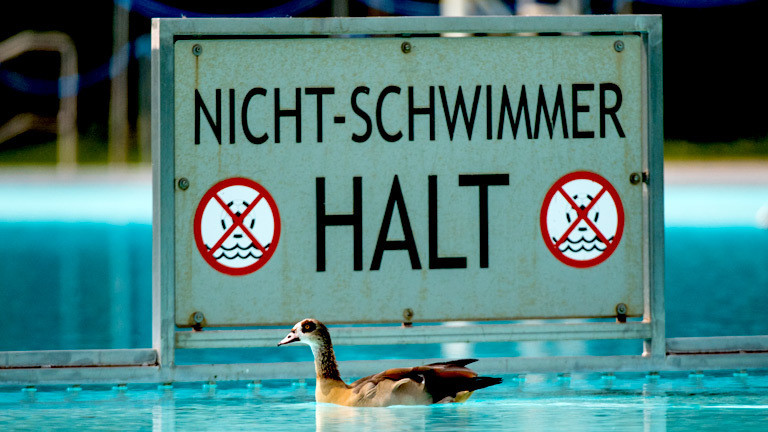 Eine Nilgans schwimmt im Schwimmbecken eines öffentlichen Schwimmbades.