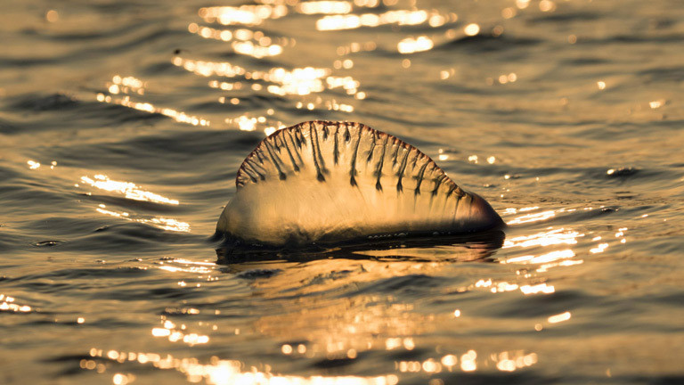 Eine Portugiesische Galeere schwimmt im Meer.