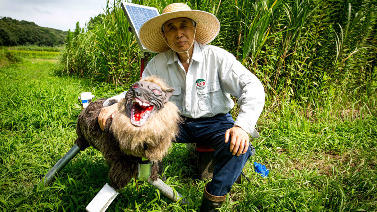 Chikao Umezawa, Vorsitzender des Agrarverbandes in der Stadt Kisarazu