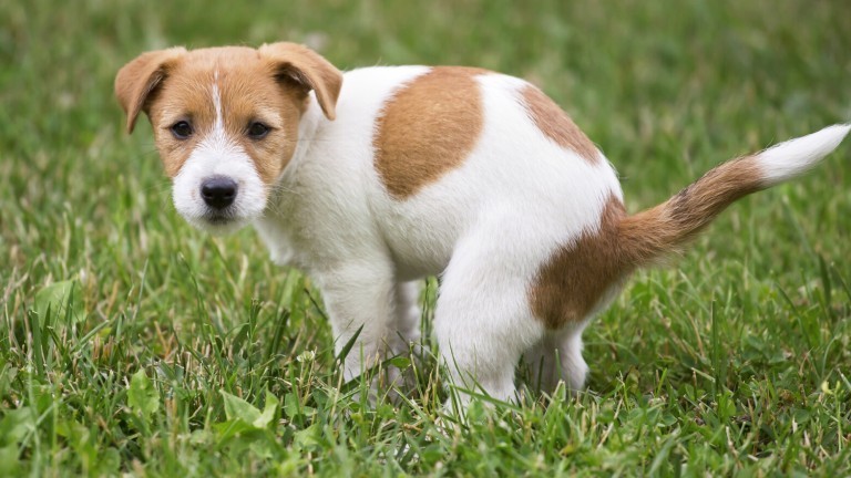 Gassi Gehen Das Mobile Hundeklo Dlf Nova