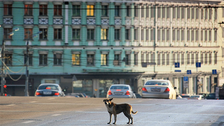Moskau: 35.000 streunende Straßenhunde · Dlf Nova