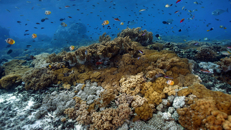 Korallengarten mit tropischen Fischen, Nusa Lembongan, Bali, Indonesien