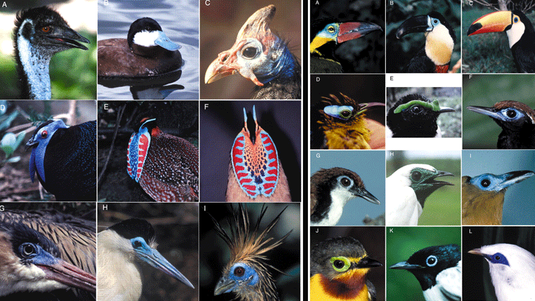 Collage aus Fotos des Journal of Experimental Biology von Vögeln, die ähnlich wie der Blaufußtölpel in blauen oder grünen Farben schimmern.