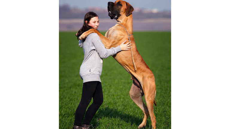 Riesenhund mit Frauchen