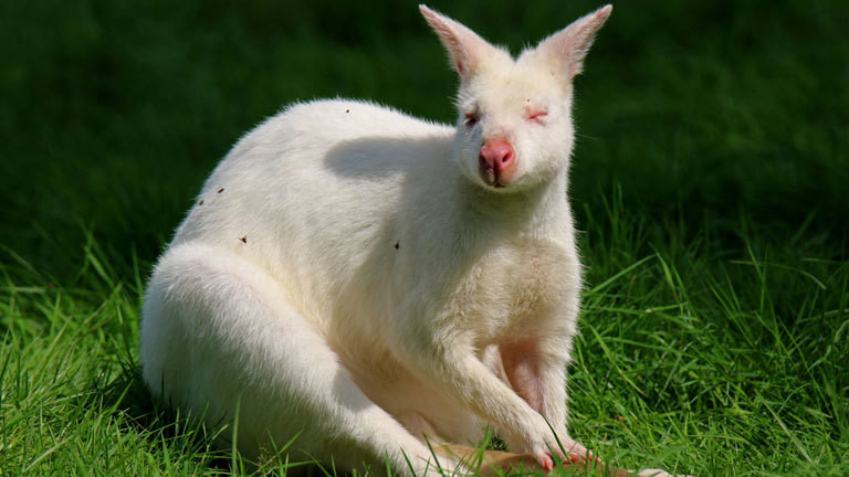 Albinismus Albino Tiere Haben Es Schwer Dlf Nova