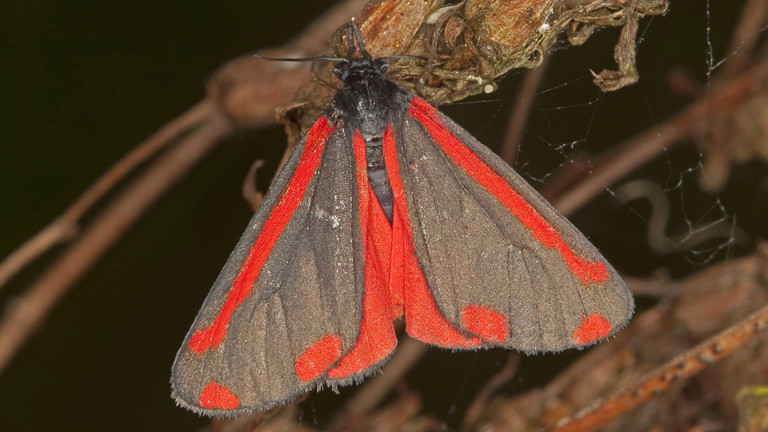 So sieht der Blutbär als Schmetterling aus.