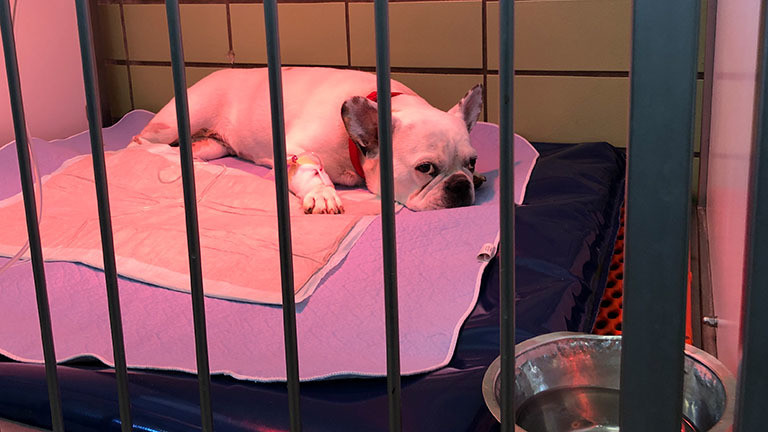 Französische Bulldogge Pola sitzt in einem Käfig in der Tierklinik.