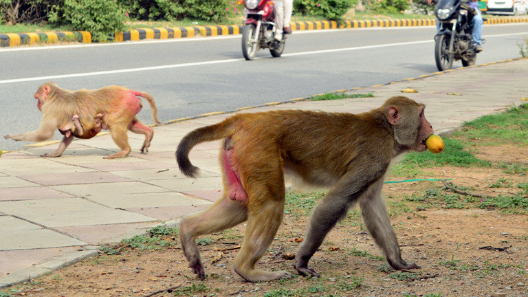 Ein Affe läuft über die Straße, er hat eine Orange geklaut.