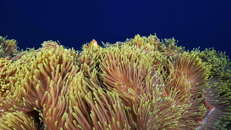 Seeanemone oder auch Prachtanemone genannt im Indischen Ozean.
