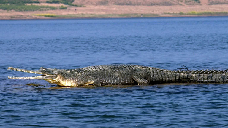 Ein Gangesgavial in einem Gewässer.