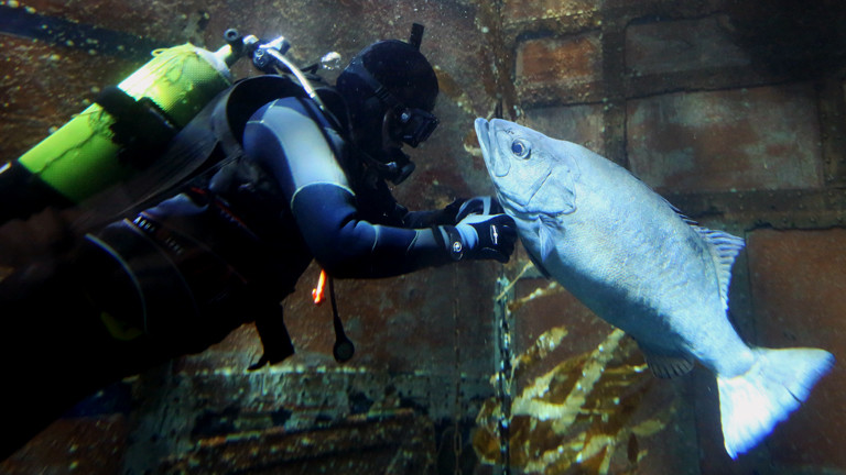 Ein Taucher und ein Fisch in einem Aquarium.