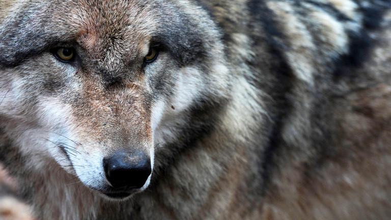 Ein europäischer Grauwolf