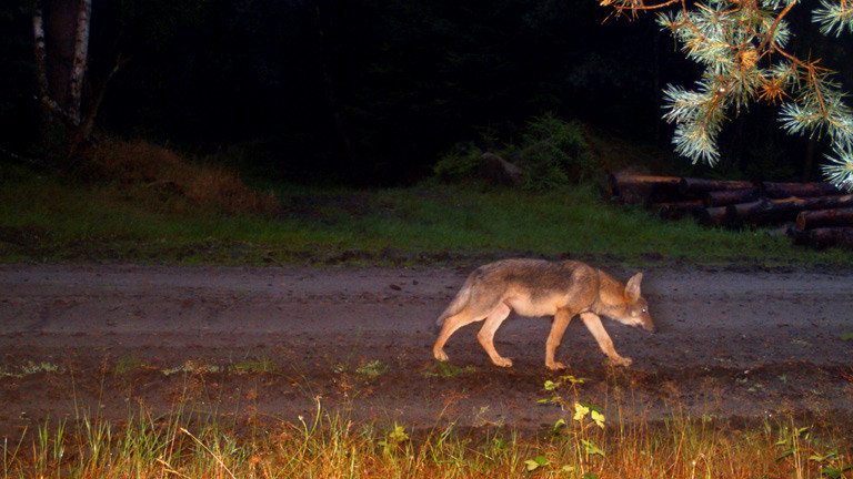 Ein Wolf tappt in eine Fotofalle im Wald.
