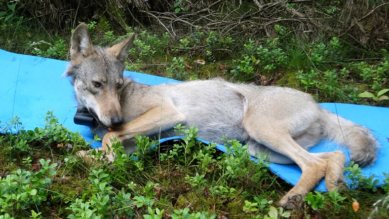 Ein junger Wolf liegt auf einer Matte, um seinen Hals ein Peilsender.