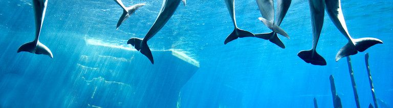 Delfine in einem Delfinarium
