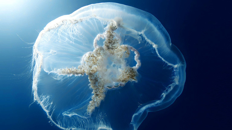 Qualle, plastisch, unter Wasser