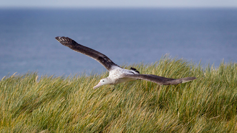 Albatros über einer Düne
