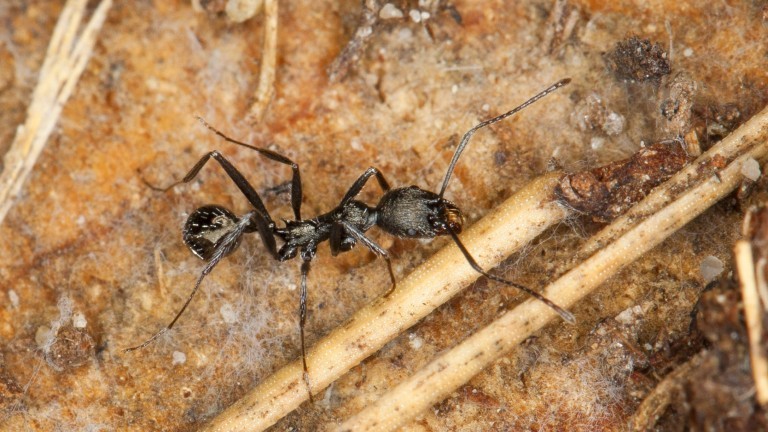 Ameise, Aphaenogaster (Aphaenogaster spec., ), auf dem Boden, Frankreich, Korsika.